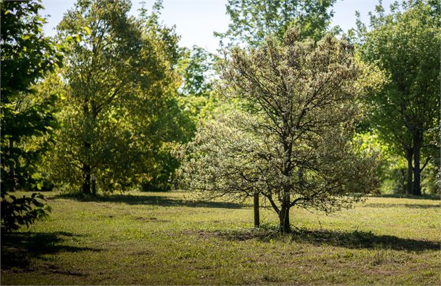 Arboretum - Grand Angle