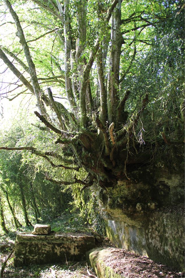 Source de Tapoira - Sébastien CALLAND