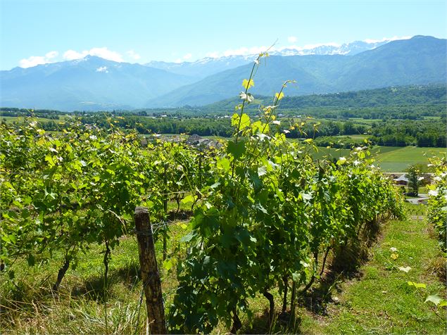 Vignes Les Grangettes - Karine Mandray ATD73