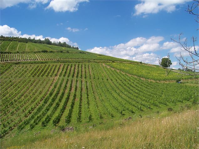 Vignoble Bugey Cerdon - AL. MANZONI