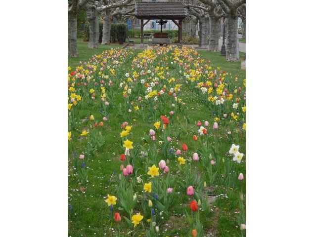 Champ de foire fleuri - Mairie de Gaillard