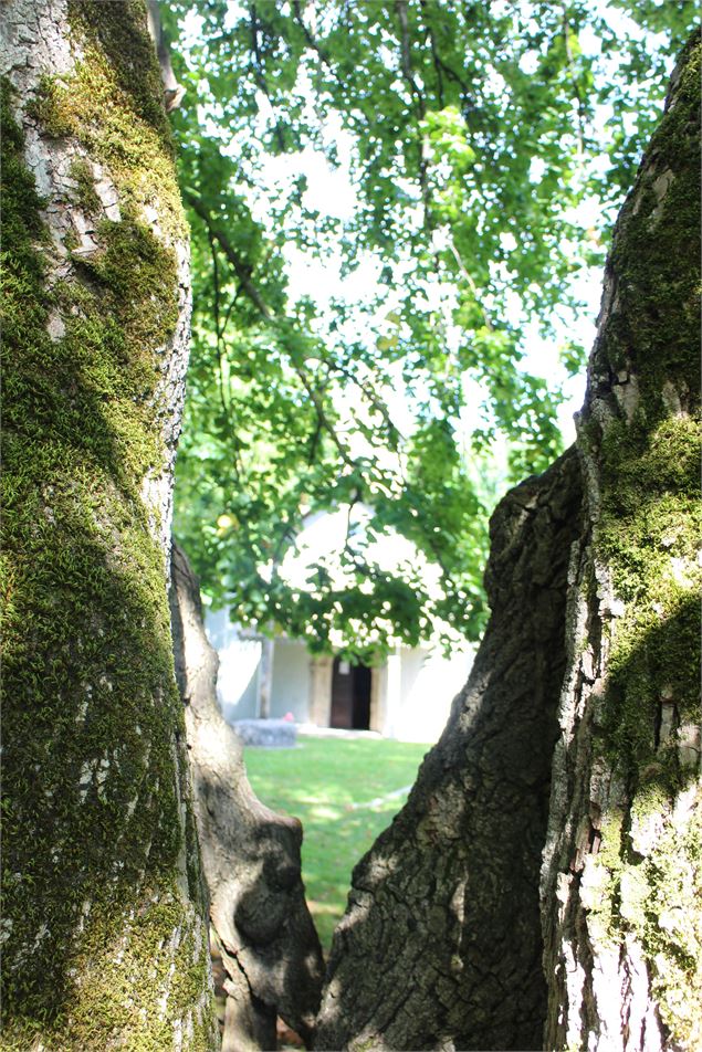 Tilleul - CCPEVA
