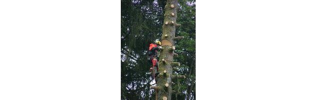 Route des Sapins