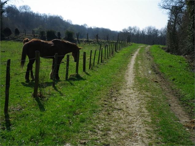 Chevaux sur le parcours - 3CM