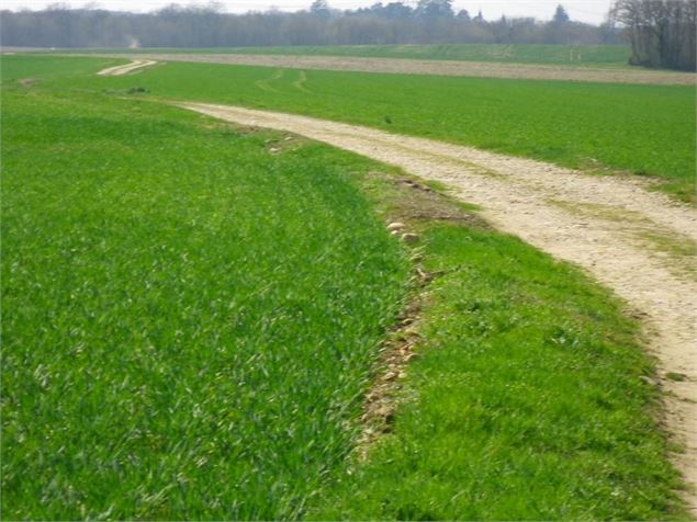 Campagne Pizay - 3CM