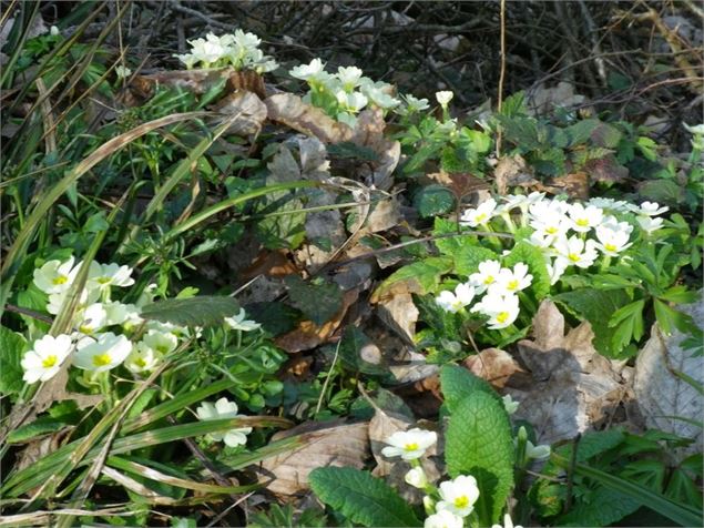 Végétation - 3CM