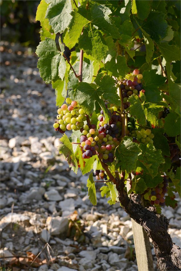 Vignoble Cerdon - CVA