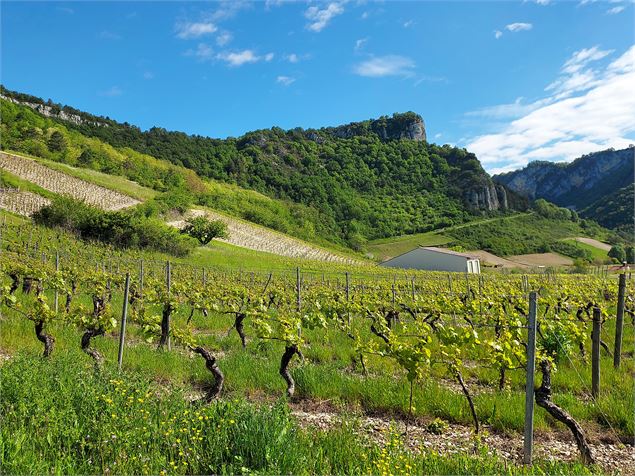 Circuit des vignes à Cerdon - CVA