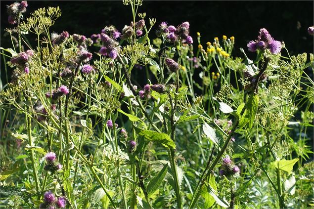 Fleurs de montagne - CCPEVA