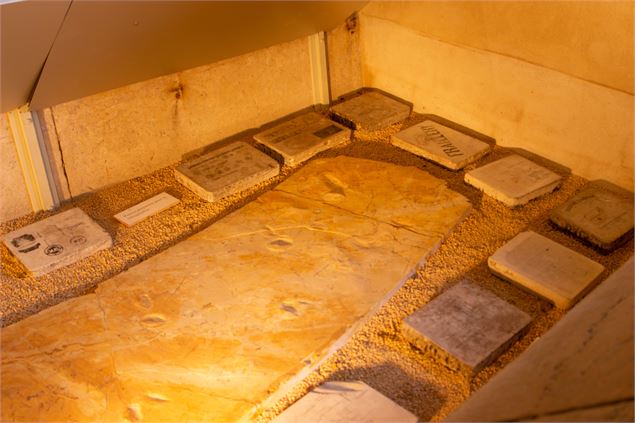 Musée paléoécologique de Cerin - Marilou Perino