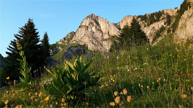 Haute Pointe depuis l'alpage de Charmettes - Cyril Noel
