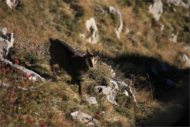 Chamois dans les pentes de Haute Pointe - Cyril Noel