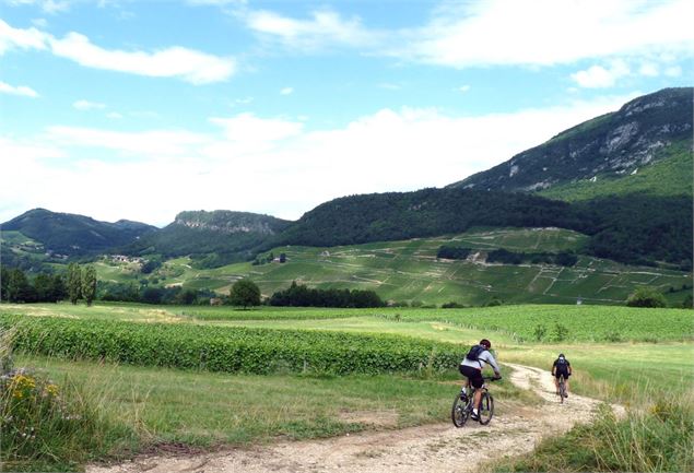 Parcours VTT n° 19 - Circuit du Vignoble de Jongieux - Club VTT d'Aiguebelette