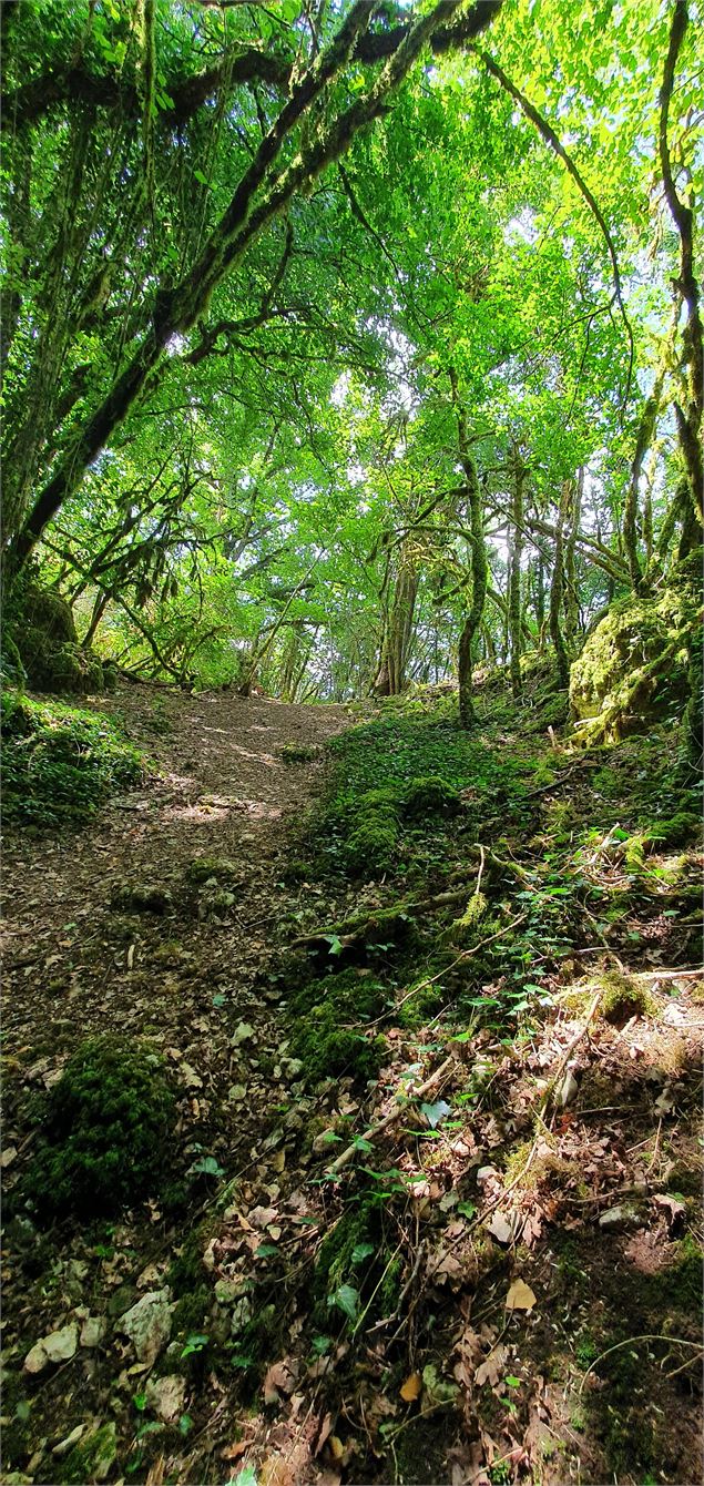 Réserve Naturelle de la grotte de Hautecourt_Hautecourt-Romanèche - GBA