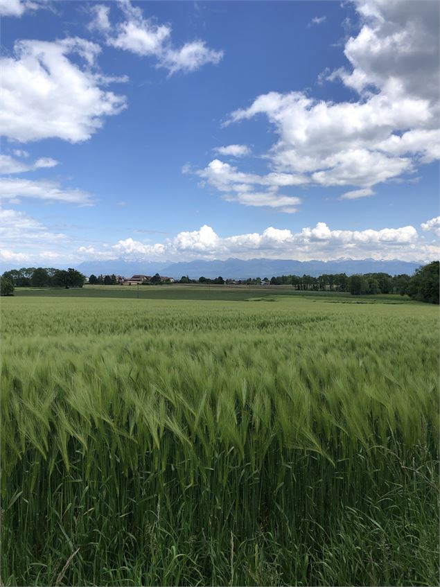 Entre les champs vaudois - Jules Guerle