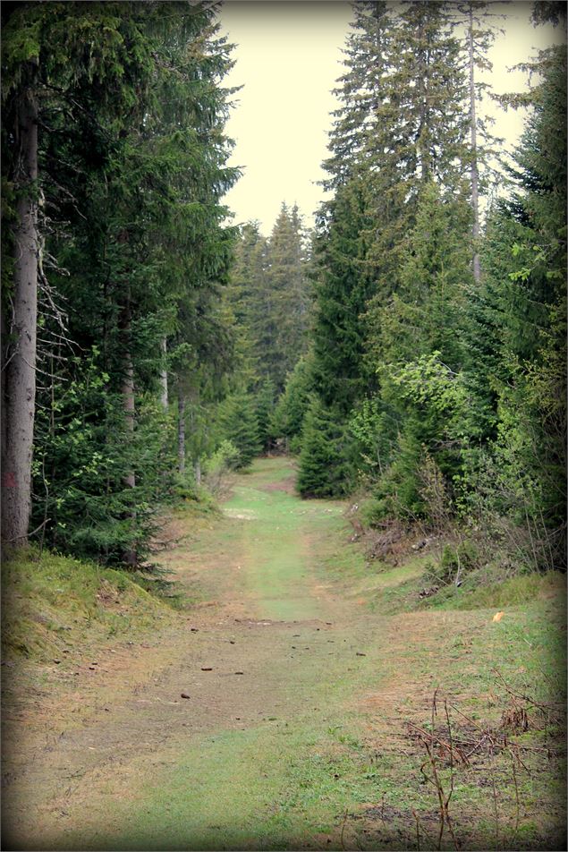 Piste VTT FFC verte - La Féclaz - école de VTT La Féclaz - Massif des Bauges