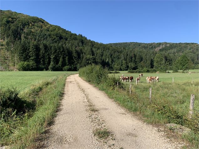 Chemin dans la prairie - Maxime Michel