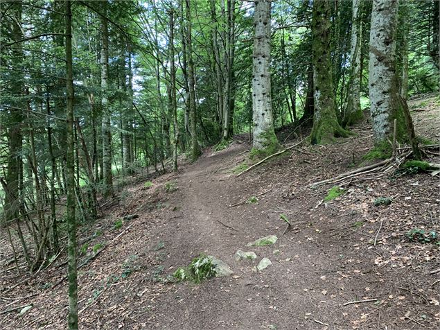 Sentier forestier - Maxime Michel