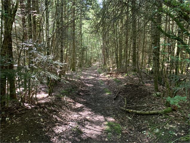 Chemin forestier - Maxime Michel