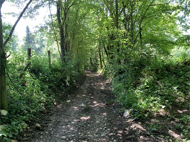 Chemin forestier - Maxime Michel