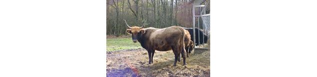Vache rustique dite