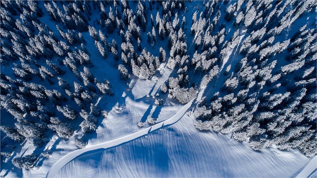 Piste à travers la forêt - Thuria
