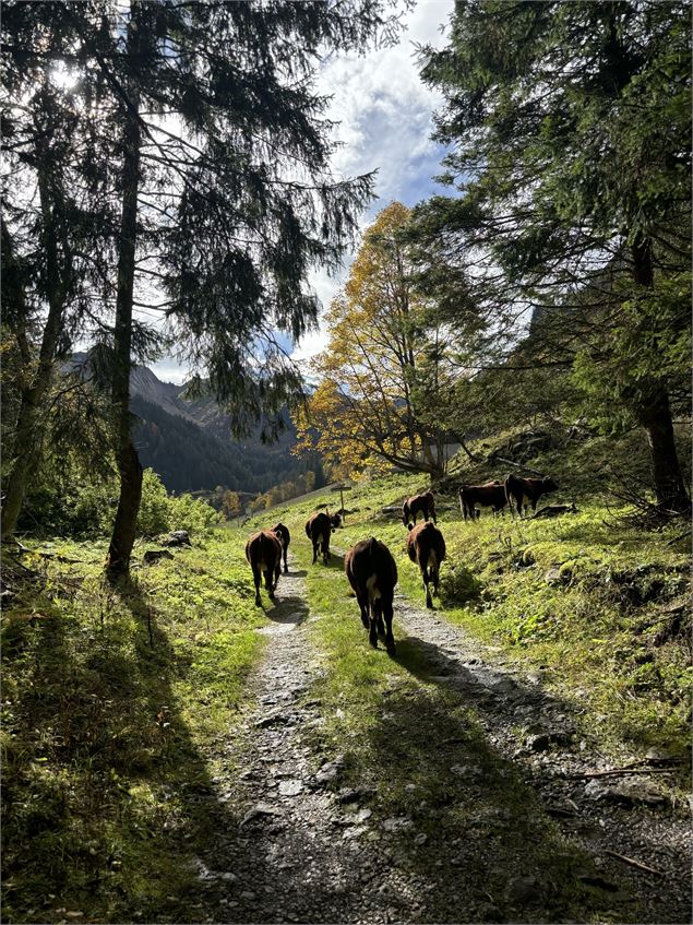 Vaches - CAMT