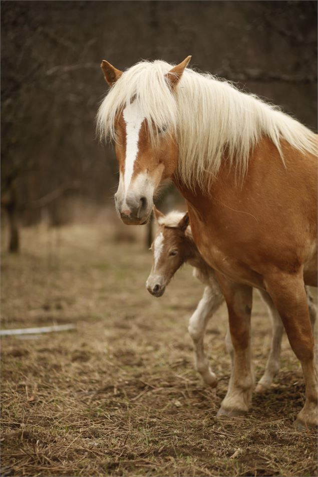 Chevaux de Soi Équestre - Laurie Bella