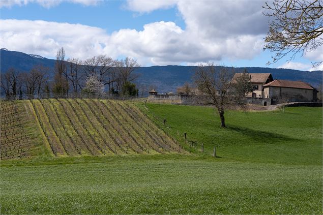 Vignes - Alexis Brochot