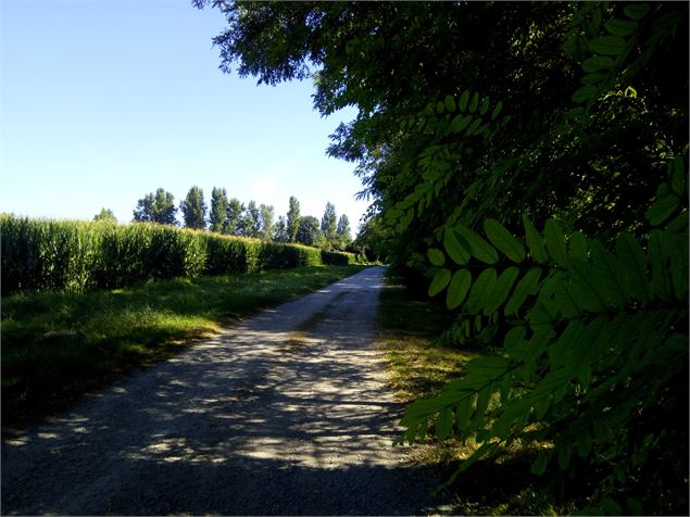 chemin de halage - S.Megani