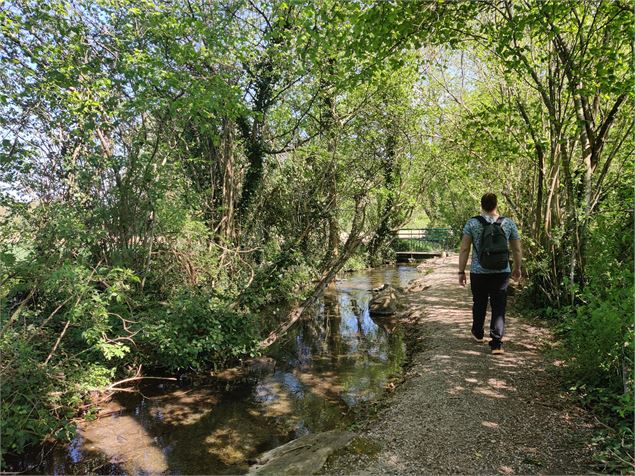 sous les arbres du chemin de l'arboretum - Sabrina Megani