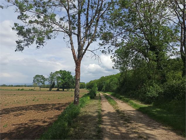 Sentier Chazey Sainte Julie - K.Tranchina
