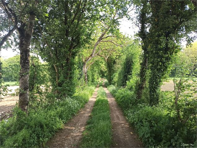 Sentier Chazey Sainte Julie - K.Tranchina