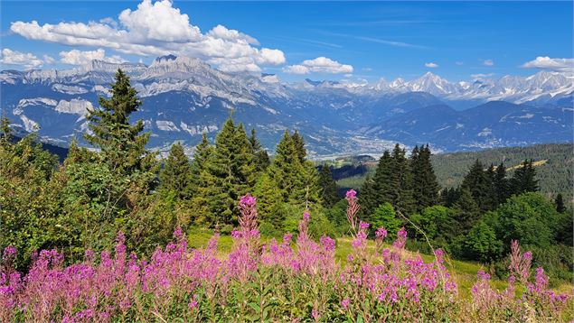 Vue sur les Fiz avec fleurs - © Cordon Tourisme