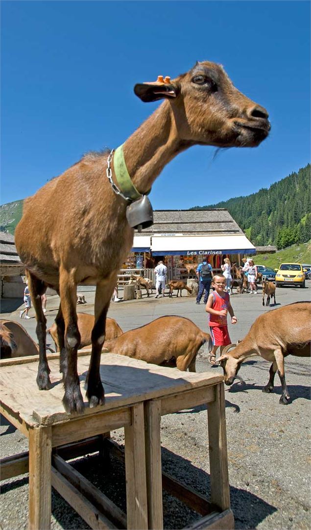 La fameuse chèvre des Lindarets