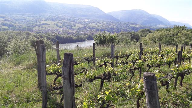 Vignes de Corbonod