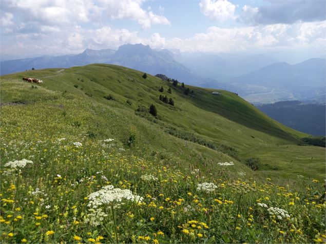 Vue depuis la cabane du Petit Pâtre - Cordon Tourisme