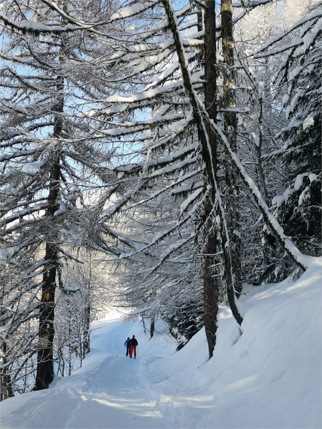 Randonnée en raquettes dans la forêt - Sainte Foy Tourisme