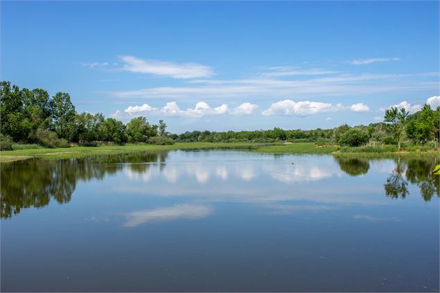 Etang de la Dombes - Parc des Oiseaux