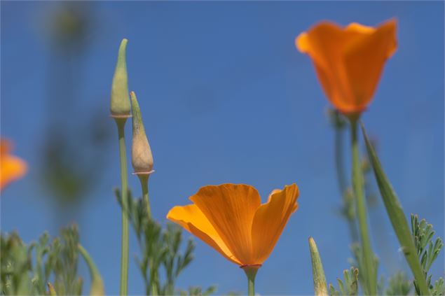Coquelicots - M Zeilfelder