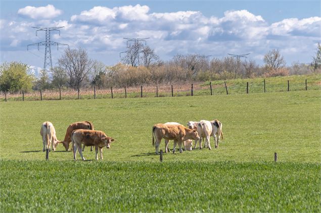 Champs avec vaches - Claire CURT