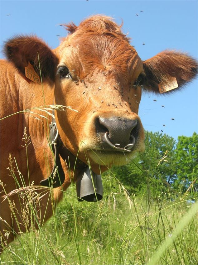Vache Tarine - Savoie Mont Blanc - Anglade
