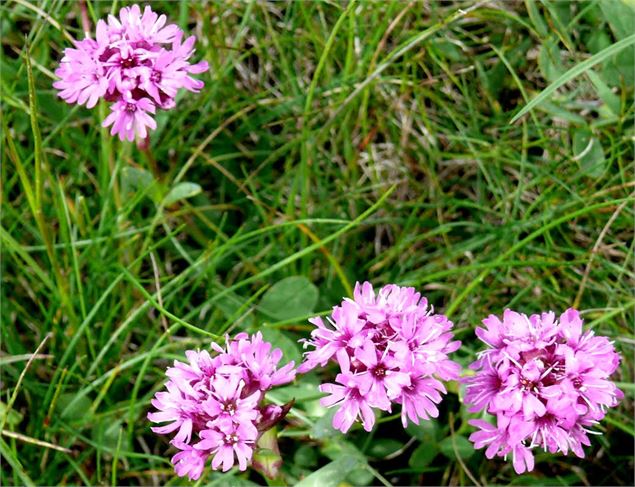 Fleurs - Agence Merci