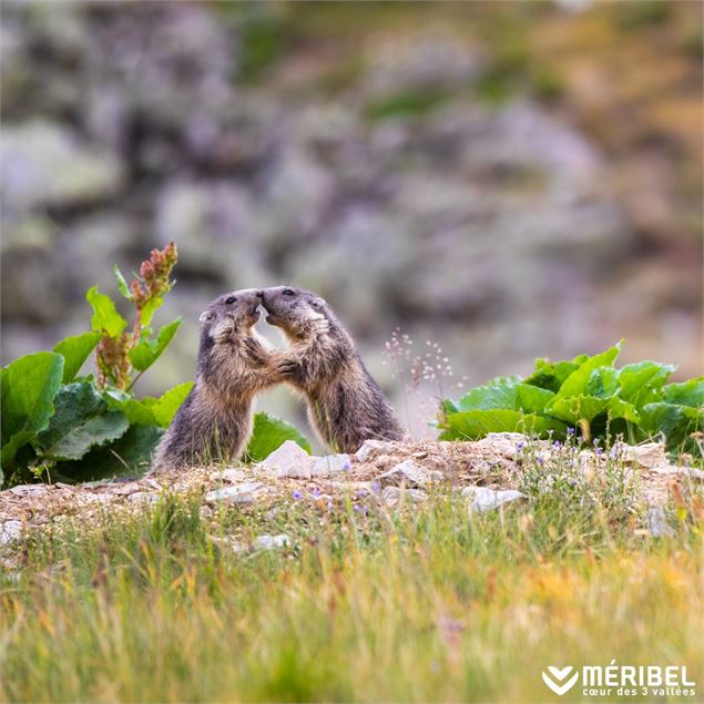Marmottes - Sylvain Aymoz Méribel Tourisme