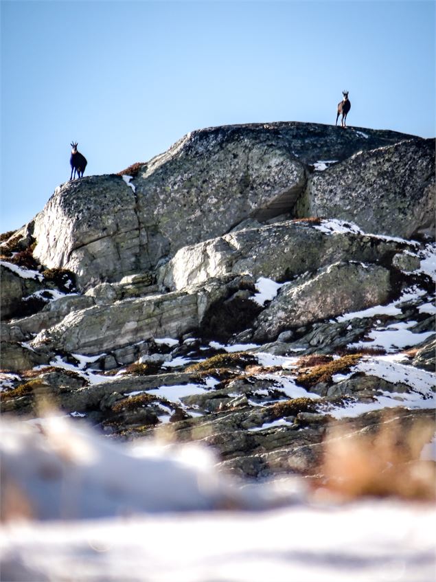 Chamois dans le vallon de Clou - Sainte Foy Tourisme