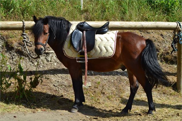 Poney sellé, prêt à partir - OT La Norma