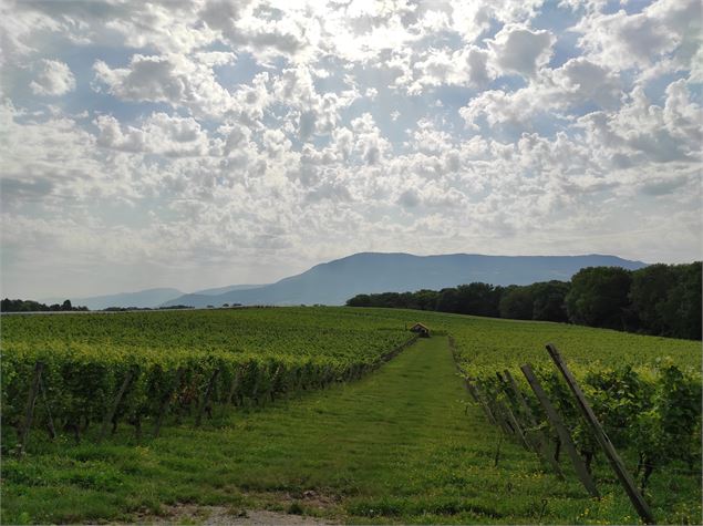 Vignes - E Beaupere
