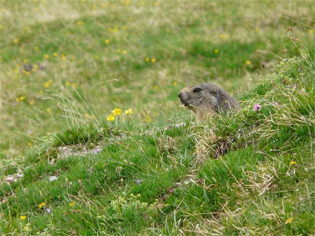 Marmotte - Pixabay