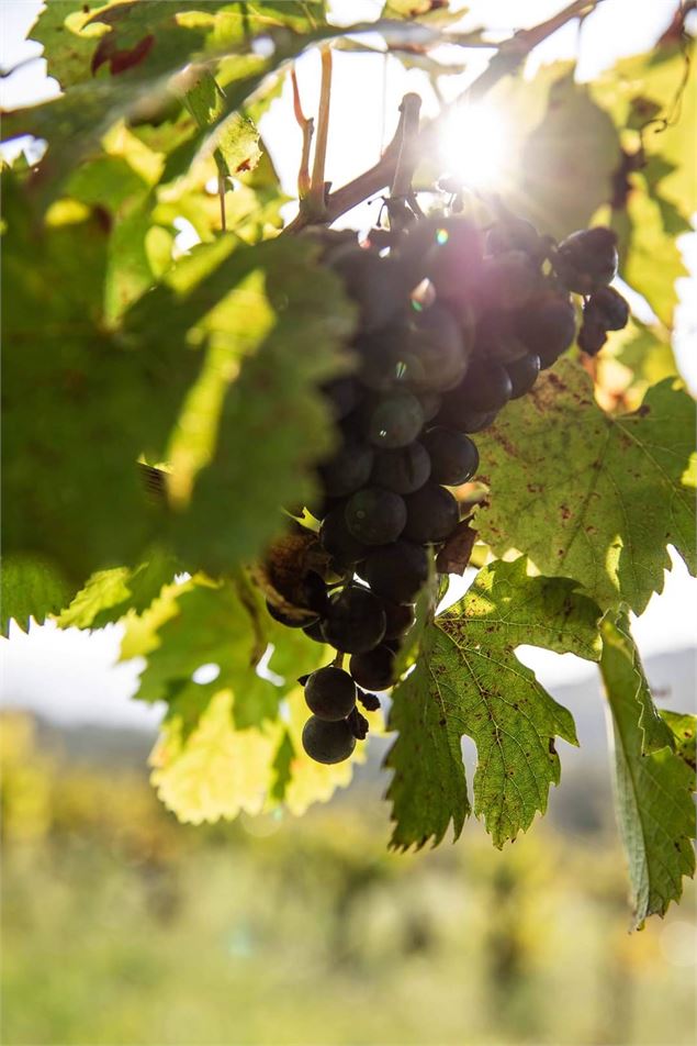 Vigne du Revermont - Morgane Monneret