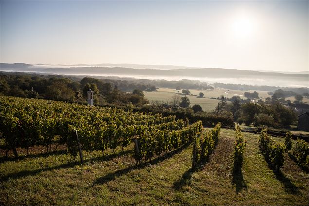 Vignes de Rignat - Morgane Monneret
